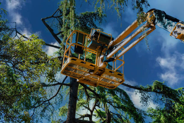 Best Commercial Tree Services  in USA