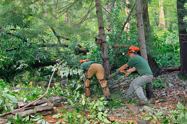 Best Root Management and Removal  in USA